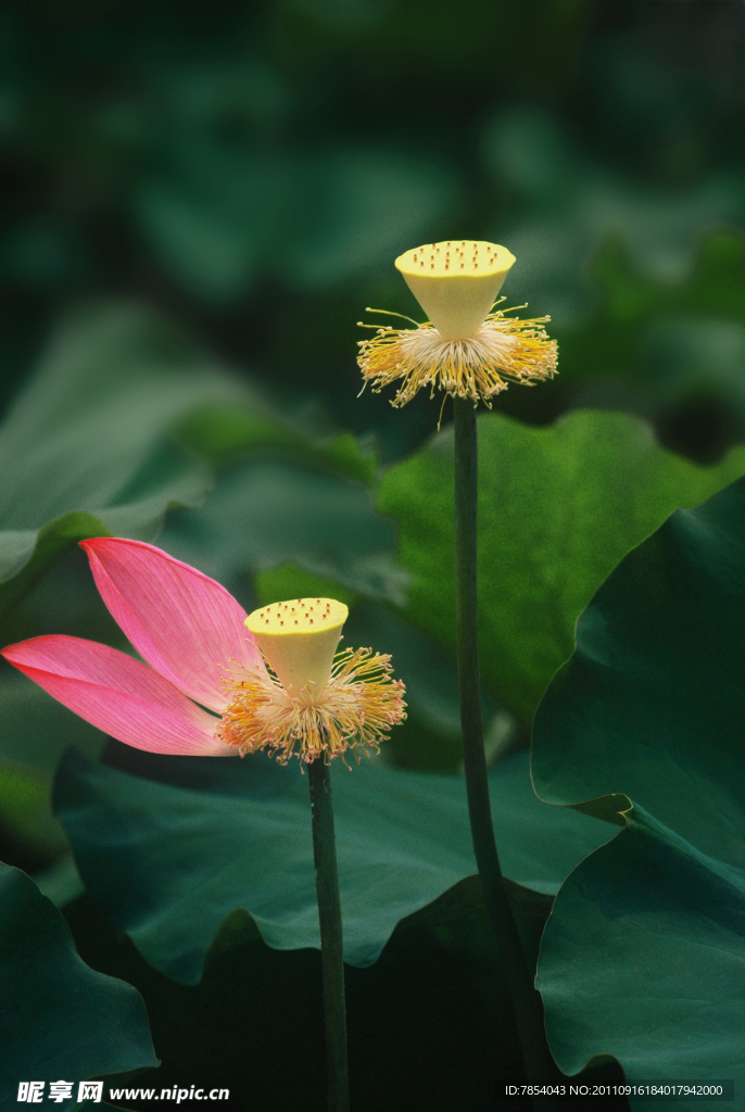荷花