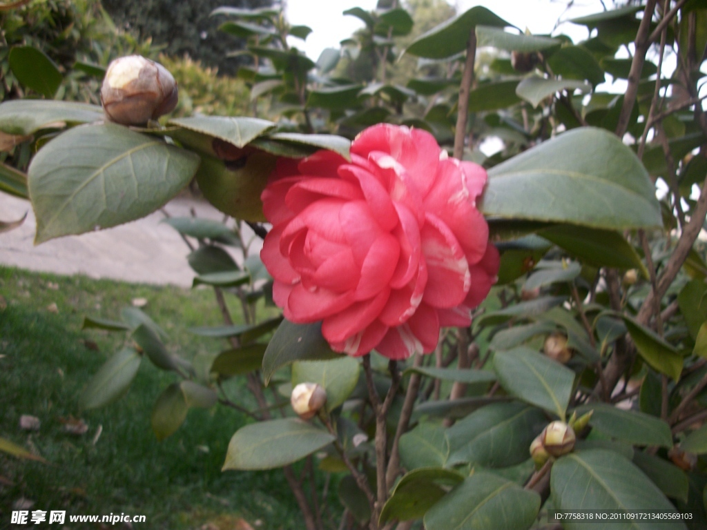 山茶花