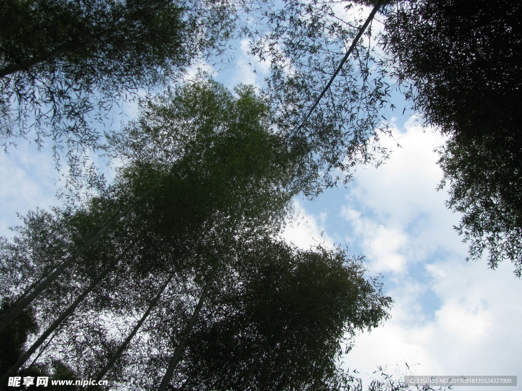 竹子天空