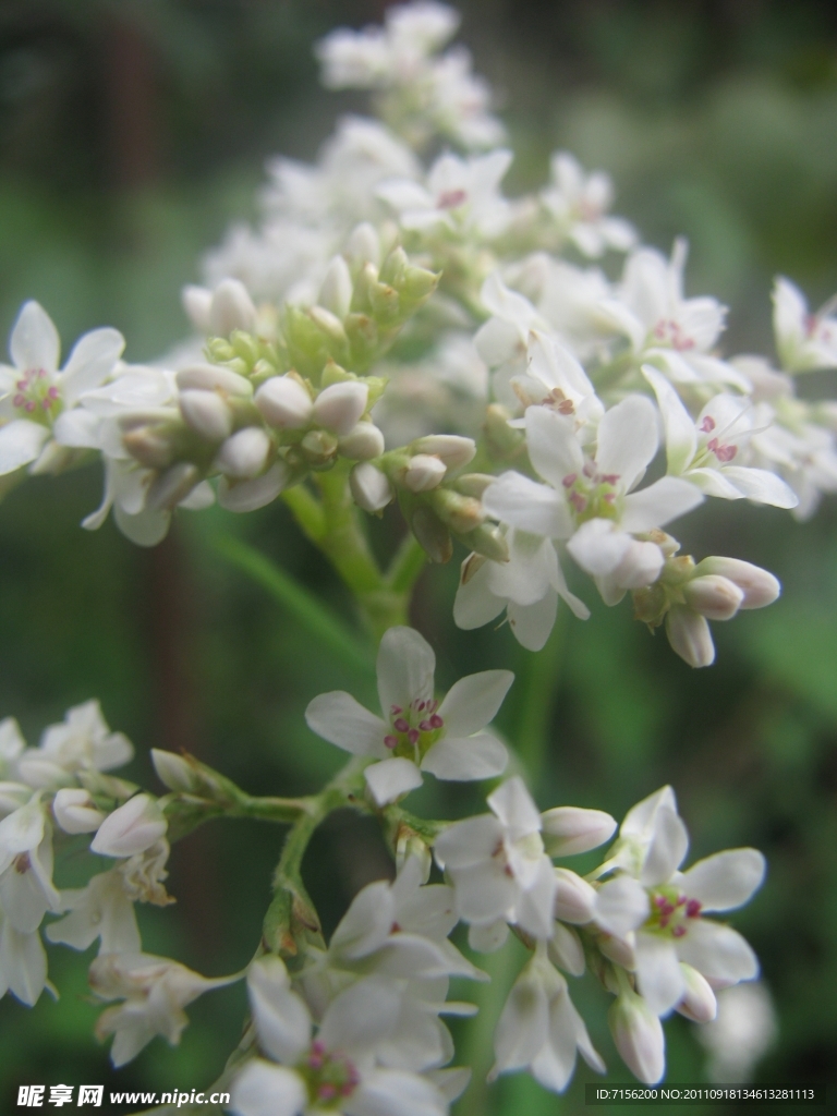 苦蕎花