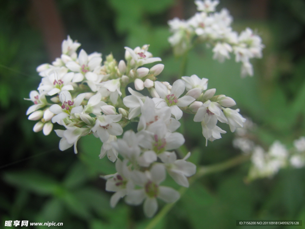 苦蕎花