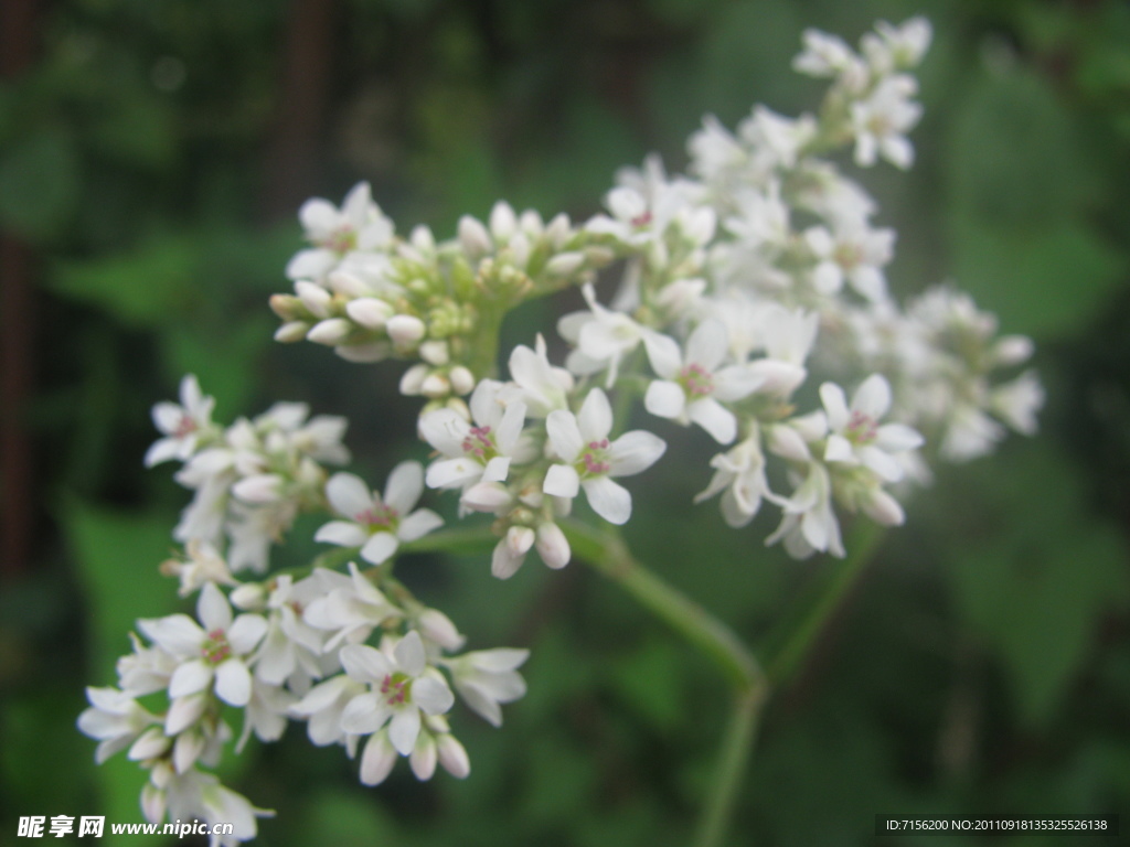 苦蕎花