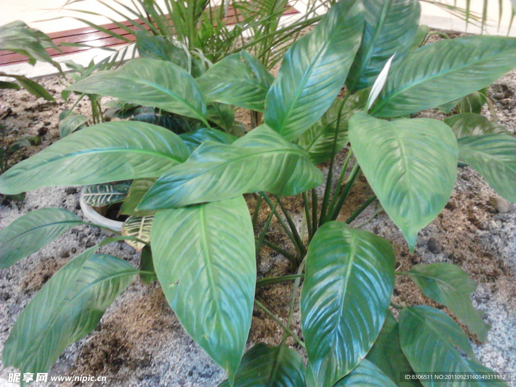 綠葉植物