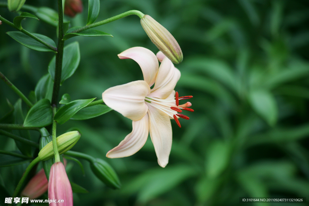 百合花