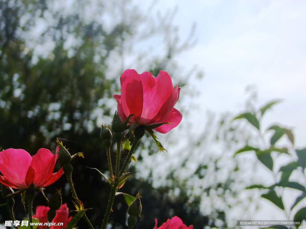 月季花