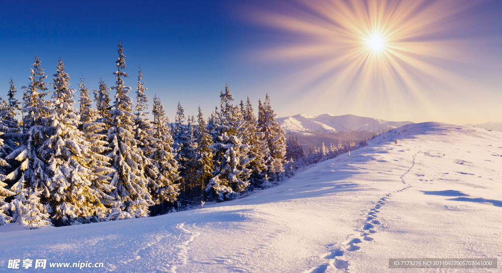 山頂雪松