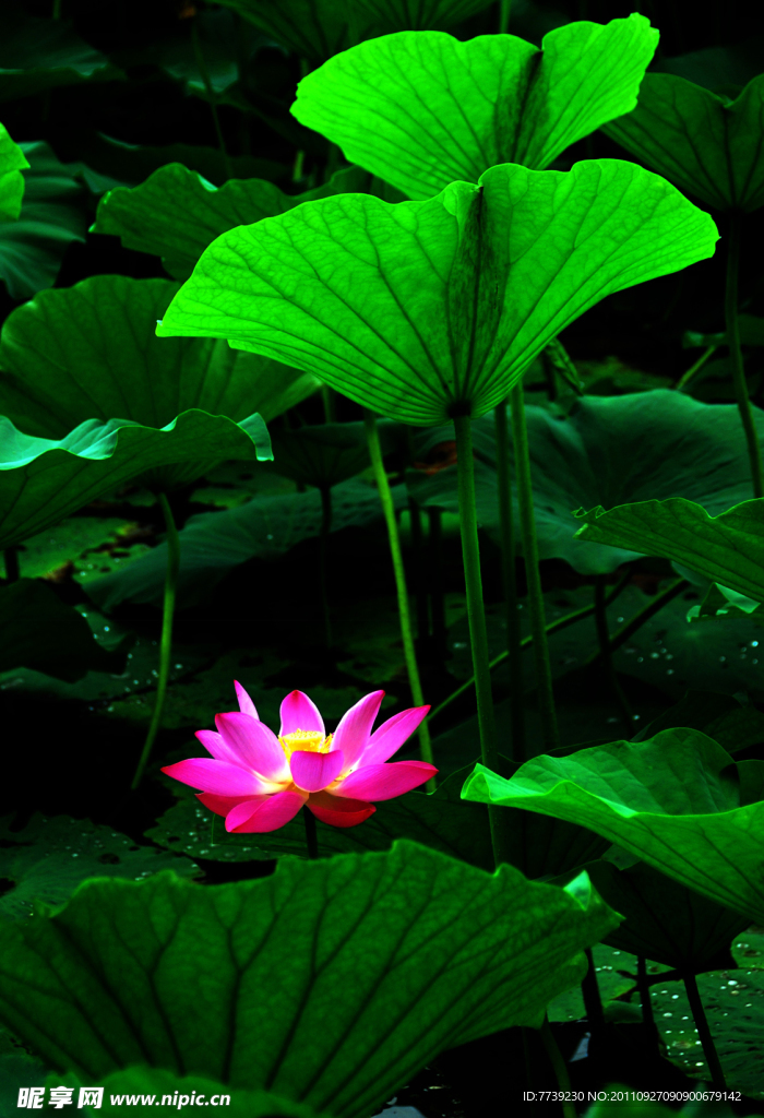 荷花
