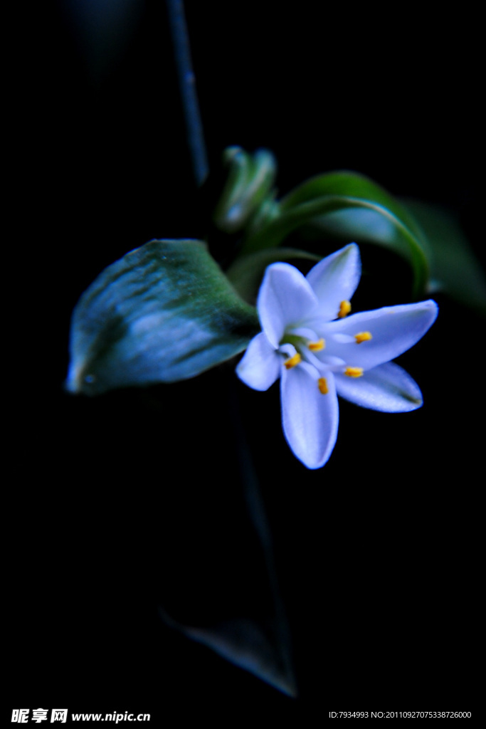 白花