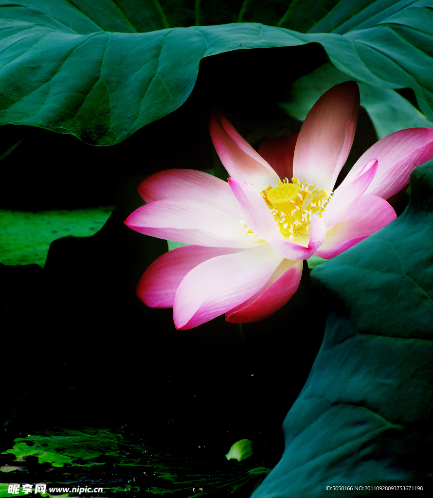 韻荷