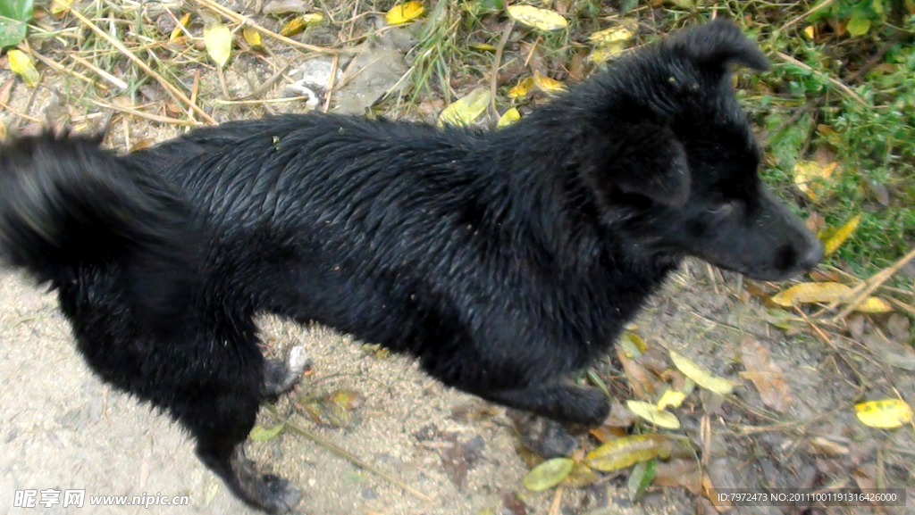 黑犬