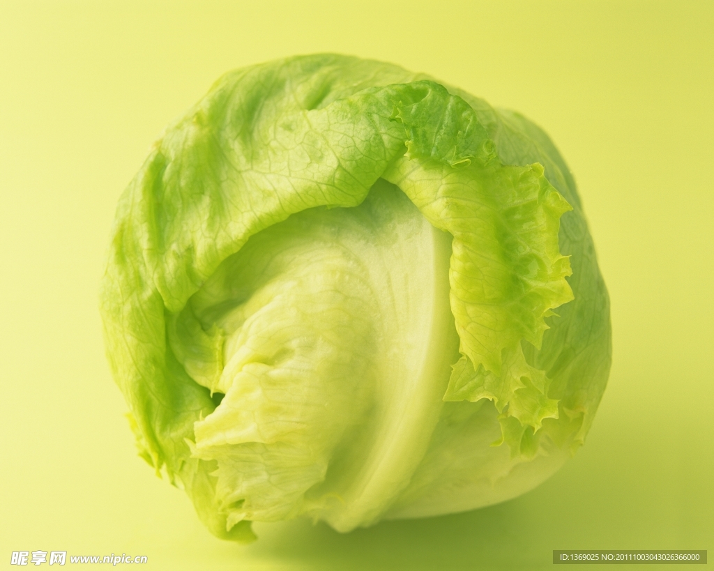 生菜萵苣