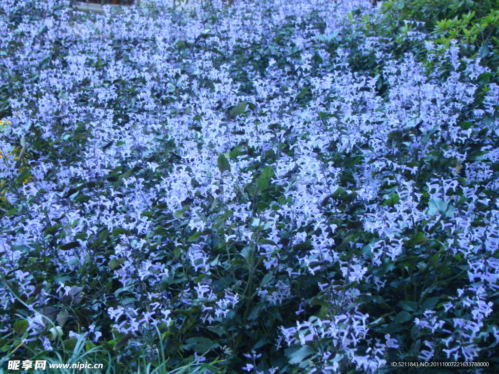 藍花