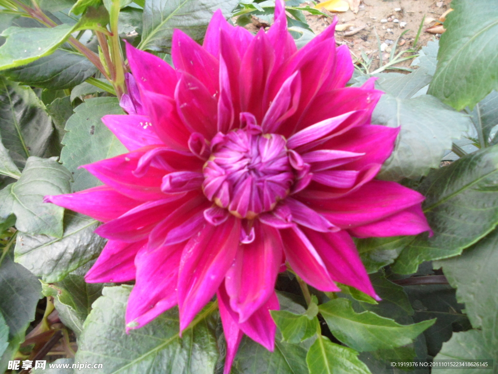 菊花類