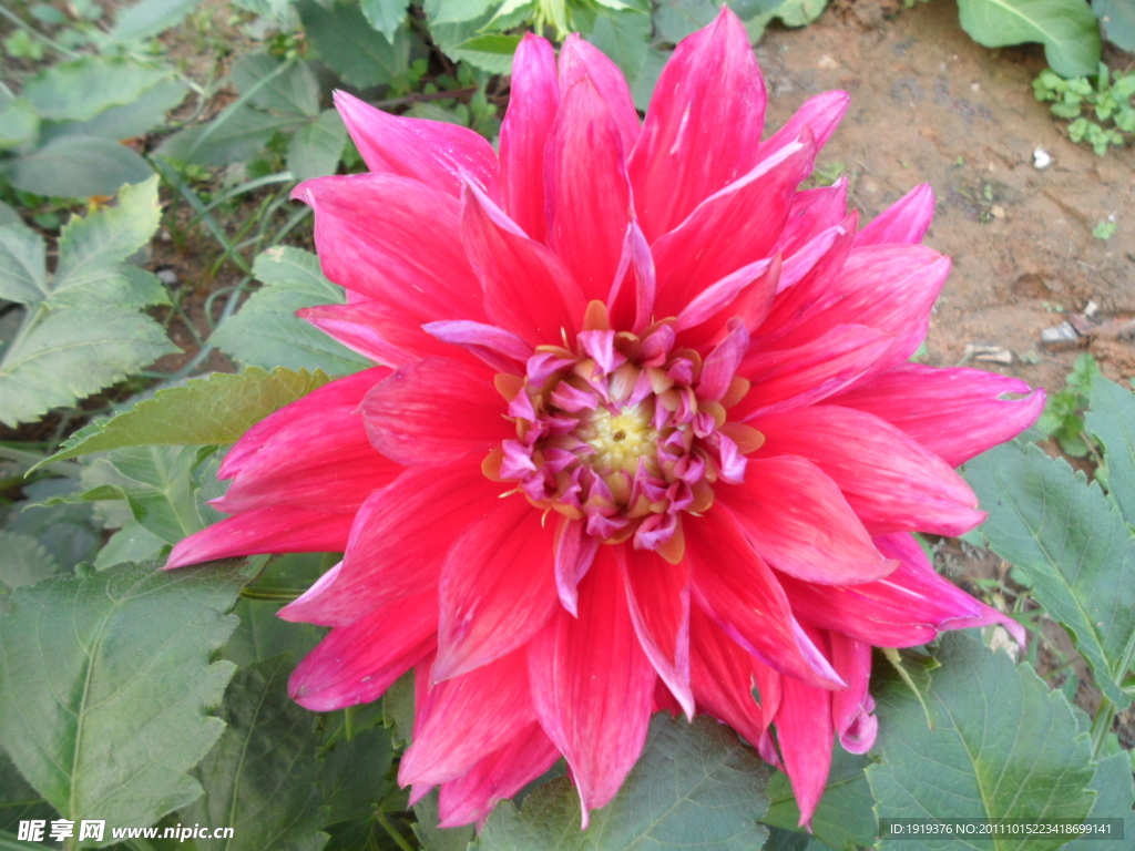 菊花類
