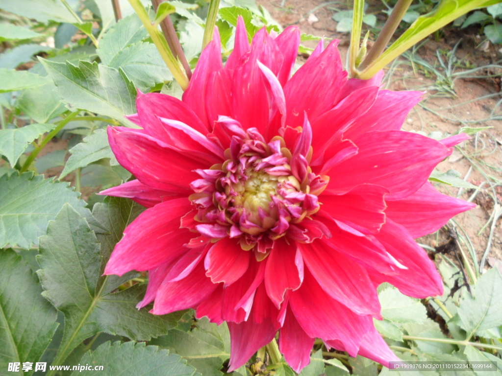 菊花類