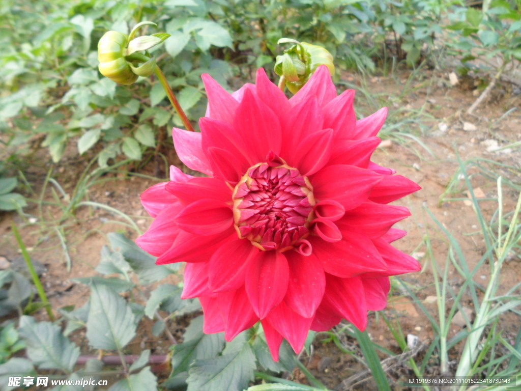 菊花類