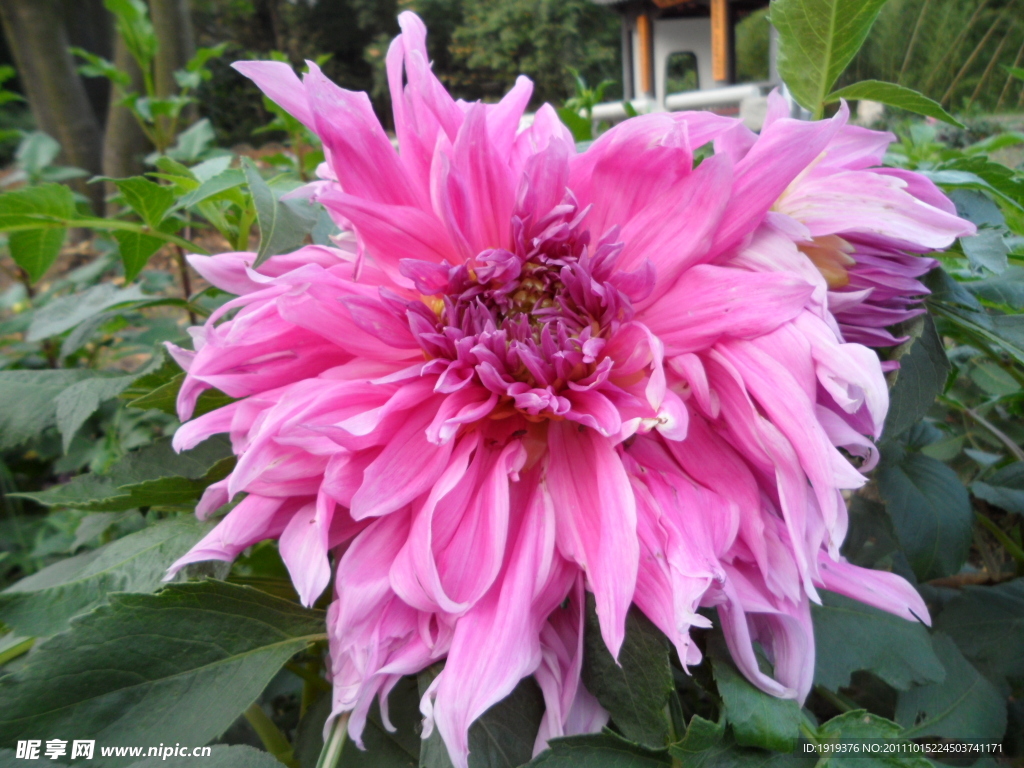 菊花類