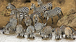 野生动物斑马高清图片