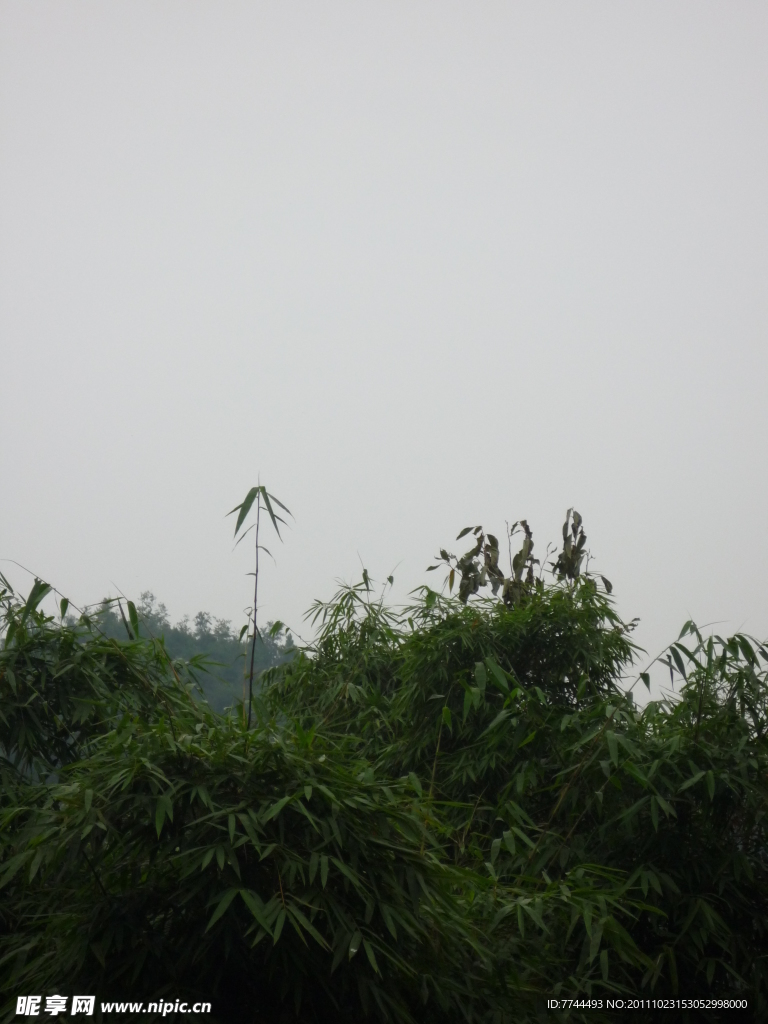 青青翠竹