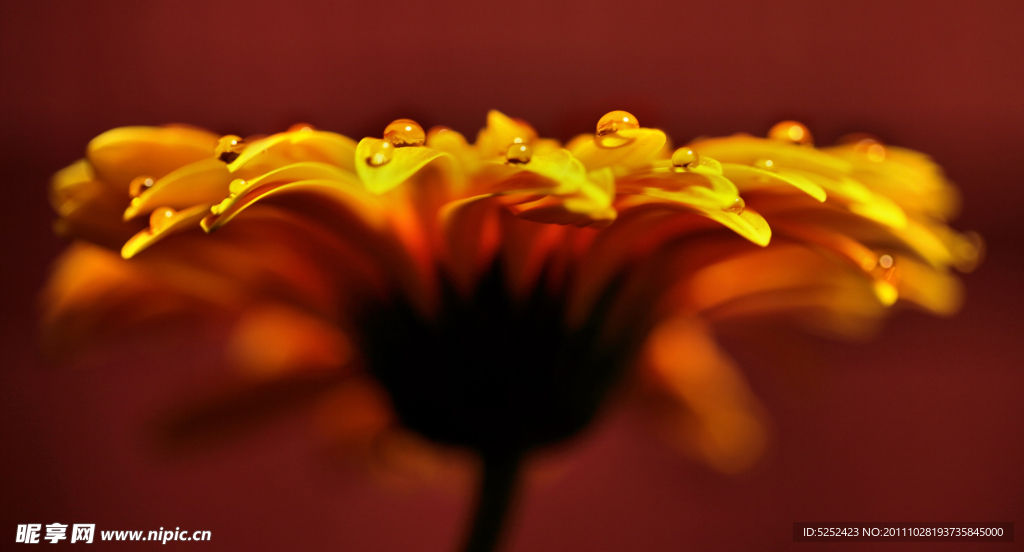 花朵露珠