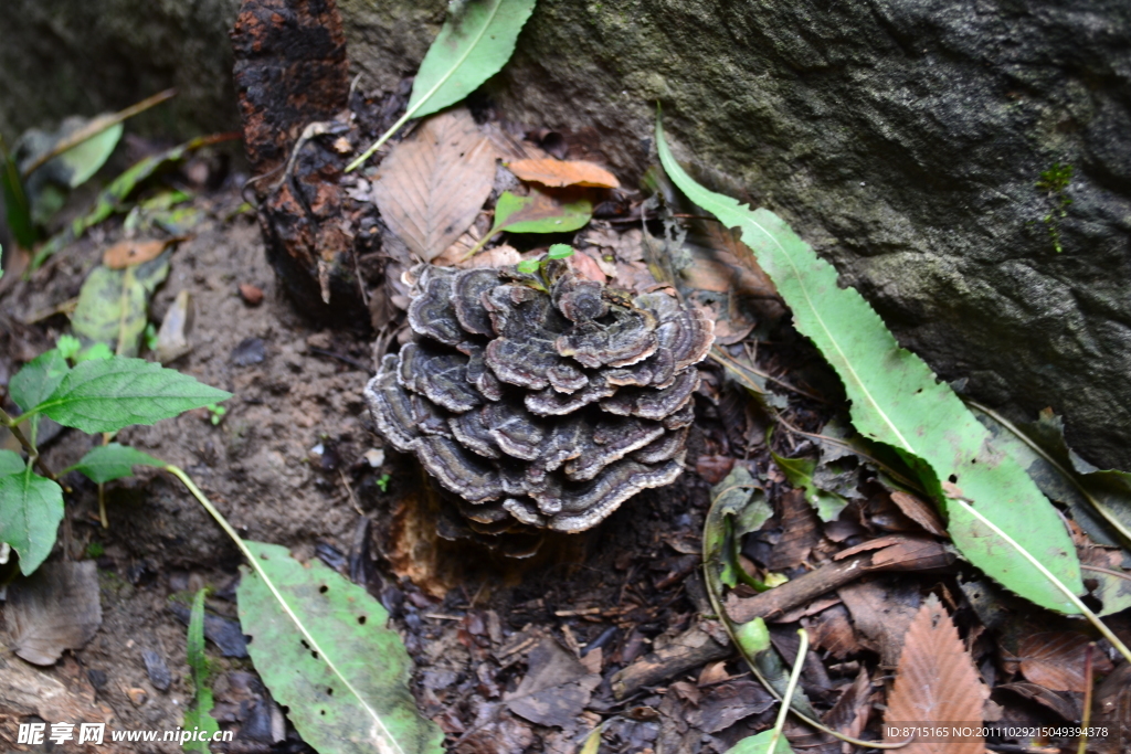 野生靈芝
