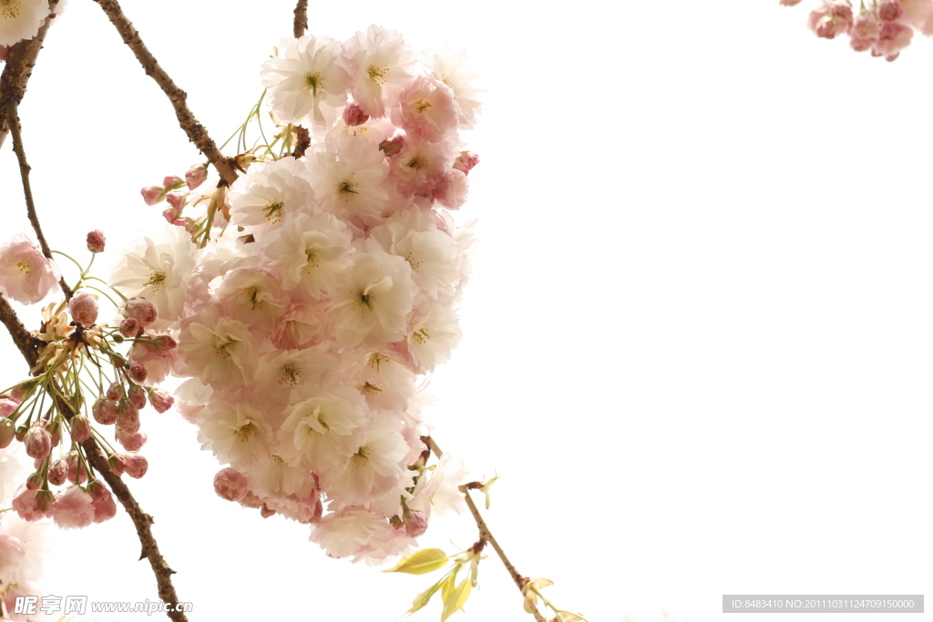 櫻花