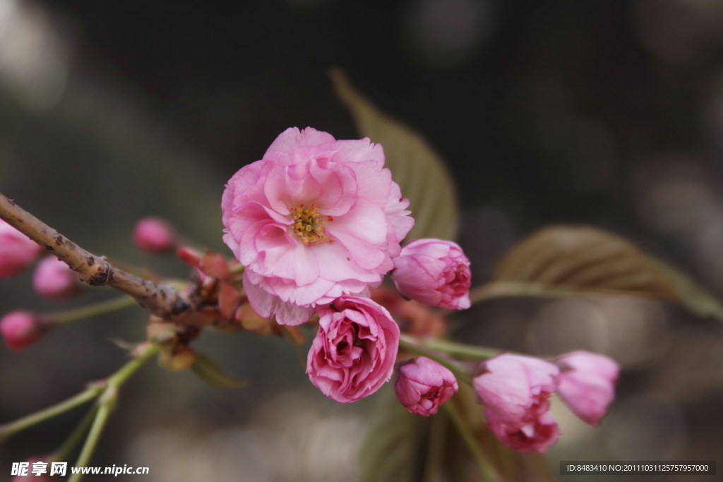 櫻花