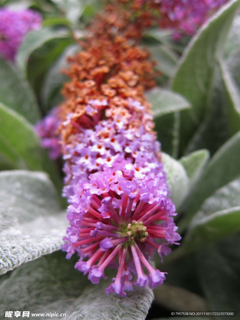 花棒