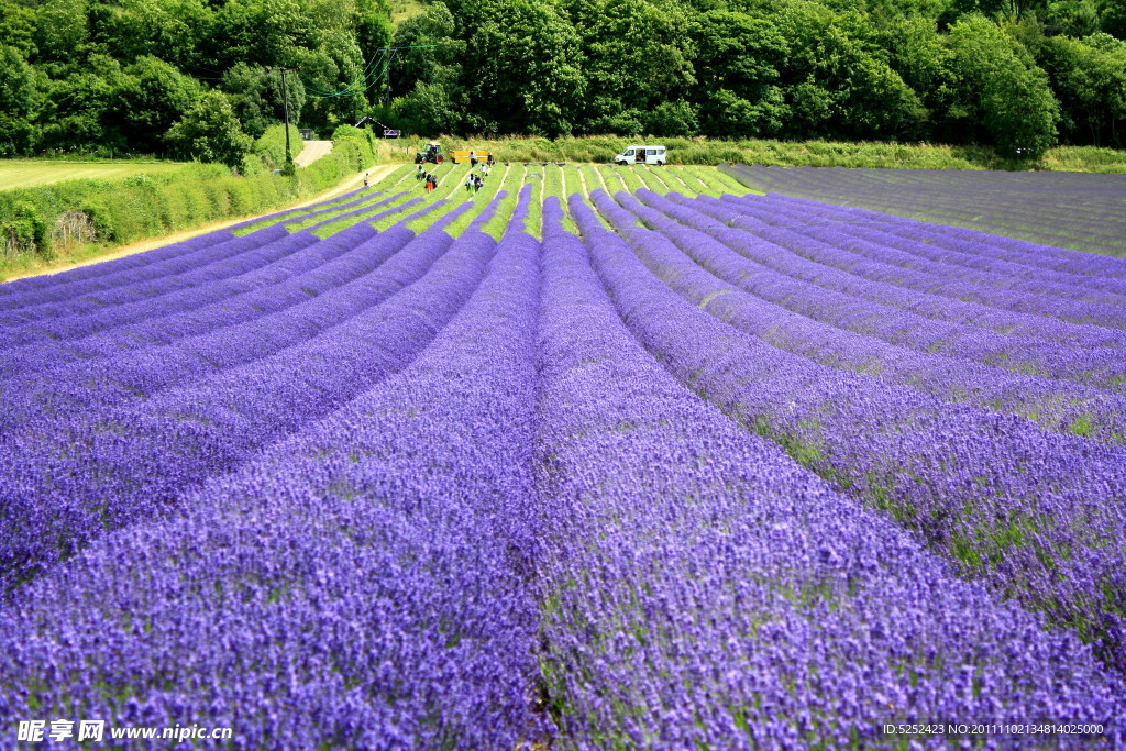 薰衣草