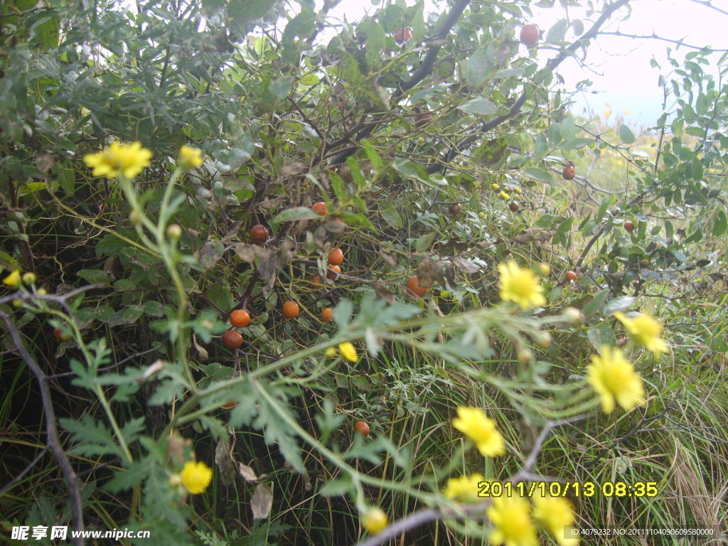 黃色野菊花