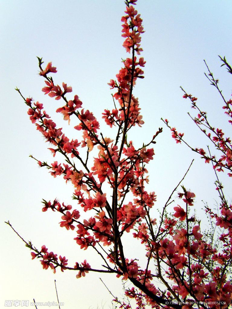 桃花