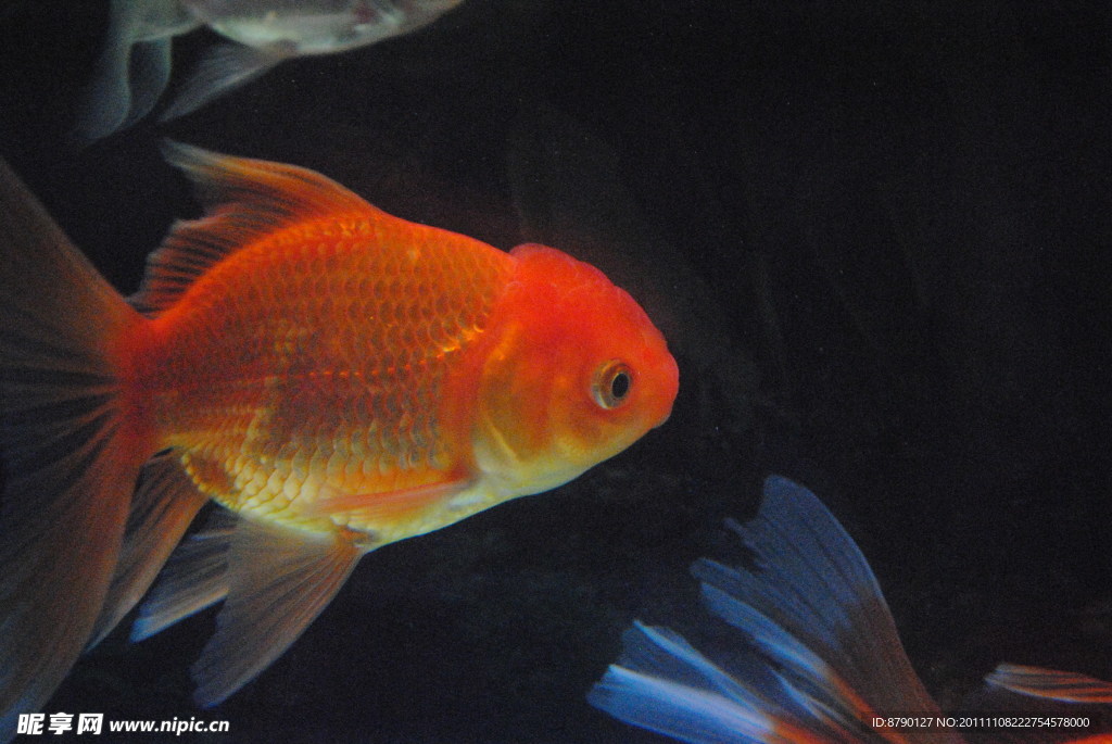 金魚