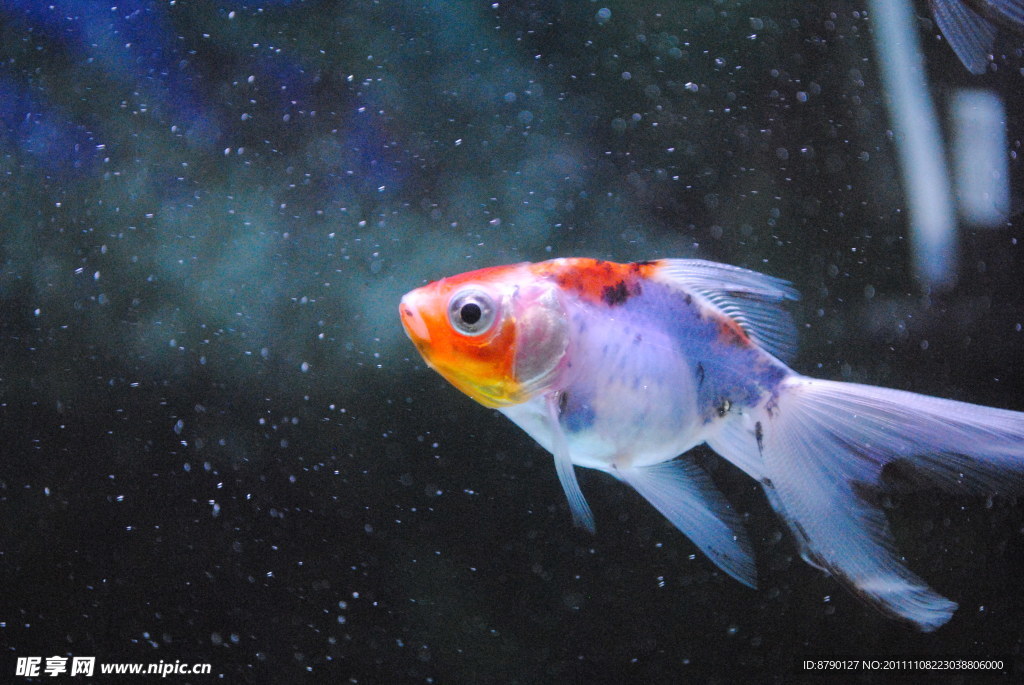 金魚