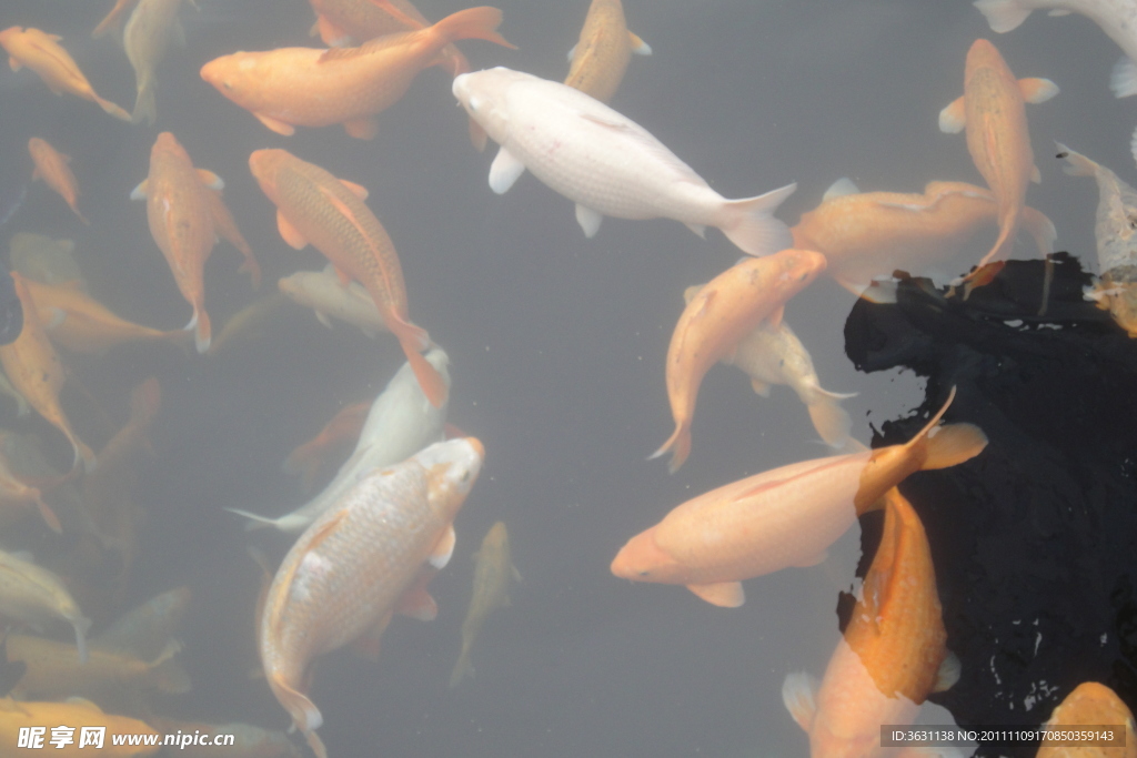 鯉魚