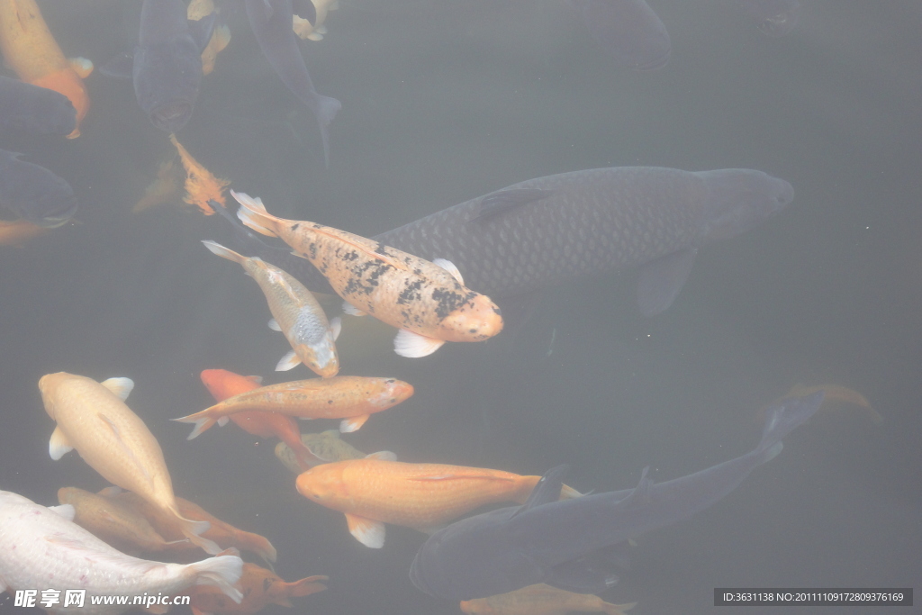 鯉魚