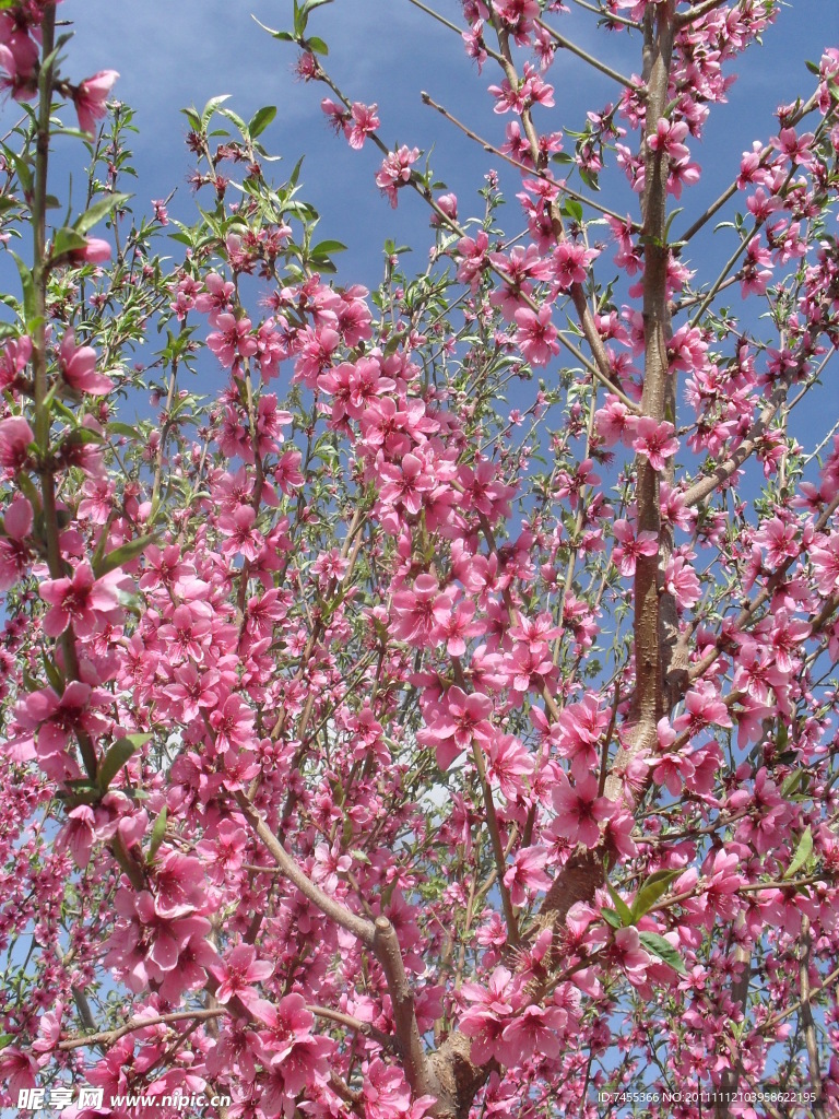 桃花