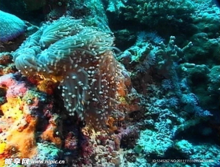 海底世界 实拍素材（MOV格式）