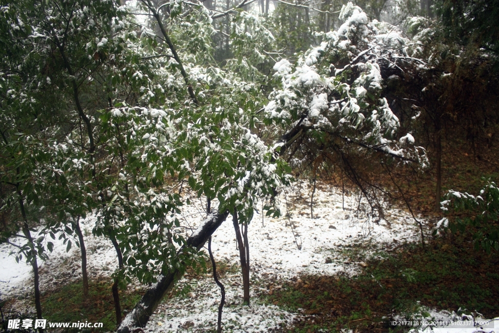 大雪 樹木
