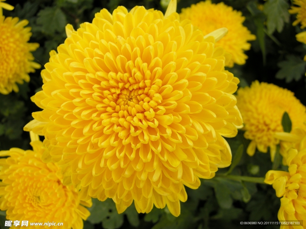 菊花