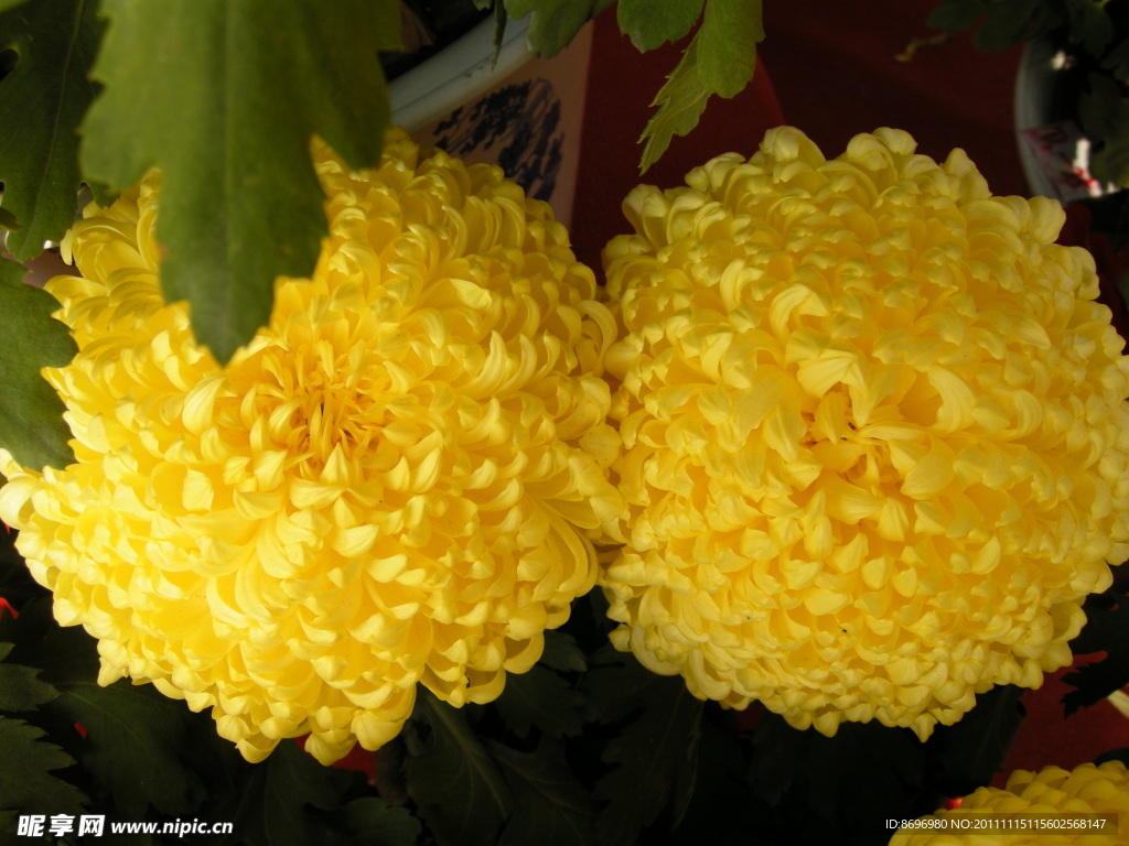 菊花