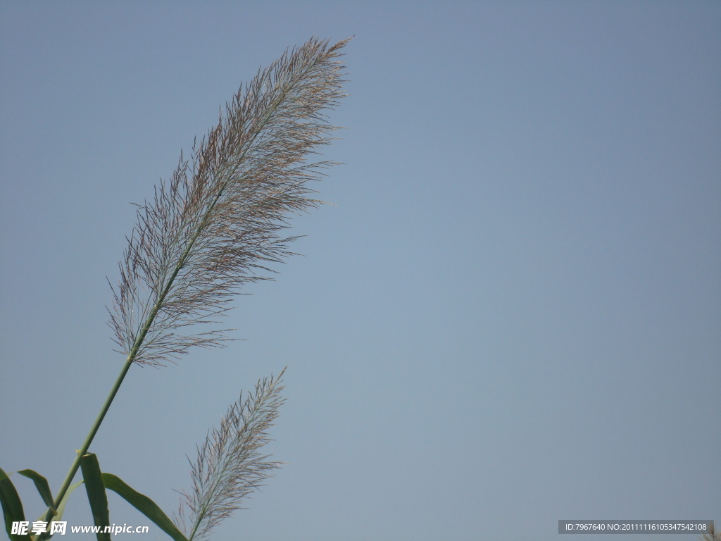 蘆葦花