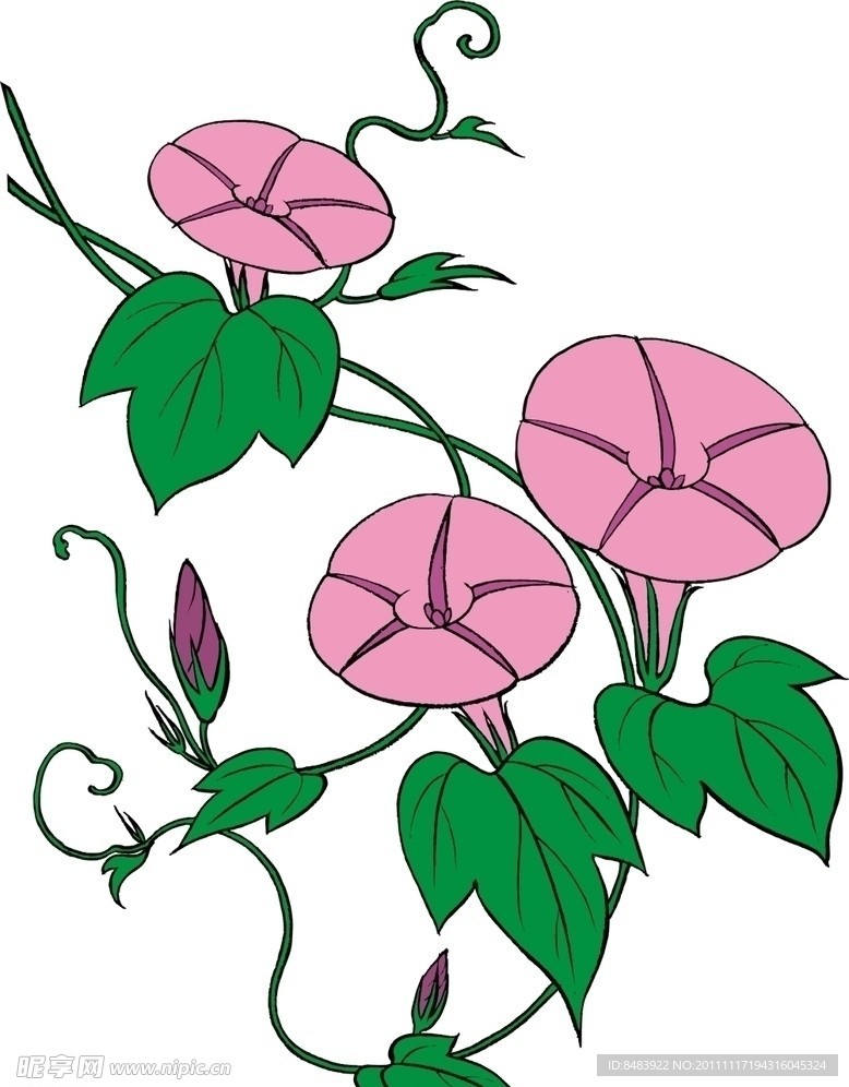 牽牛花