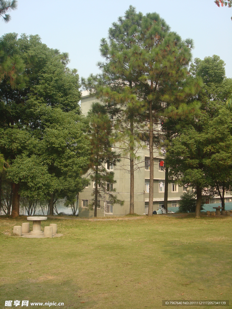 松樹