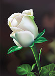 白玫瑰 装饰画