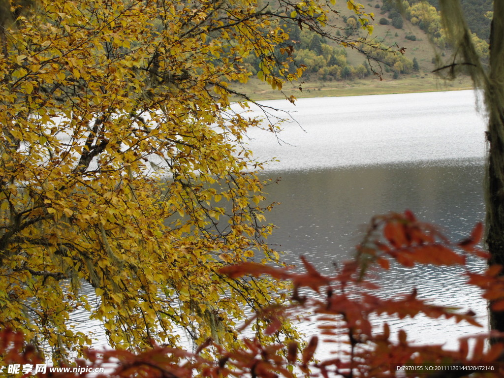 被树叶遮挡的湖泊
