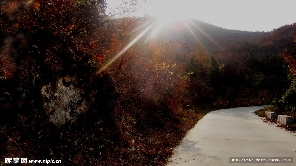 陽光與紅葉