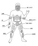 跆拳道身体重要攻击部位示意图
