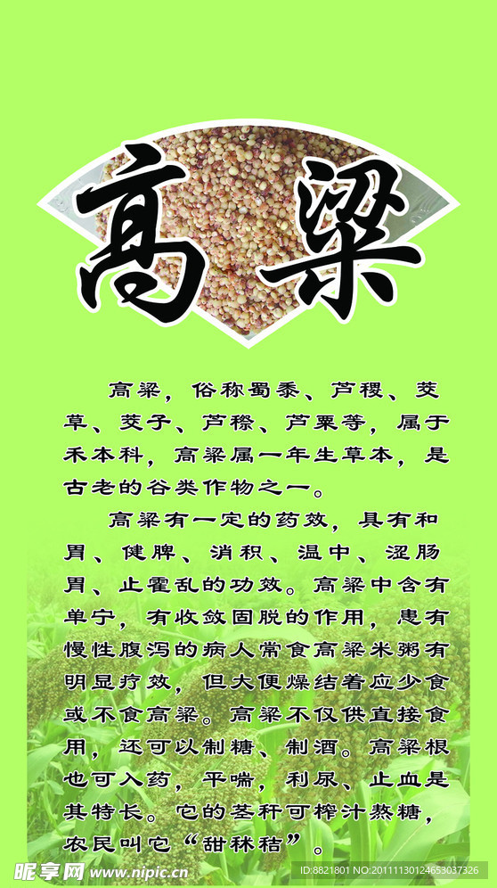 高粱 高粱介紹