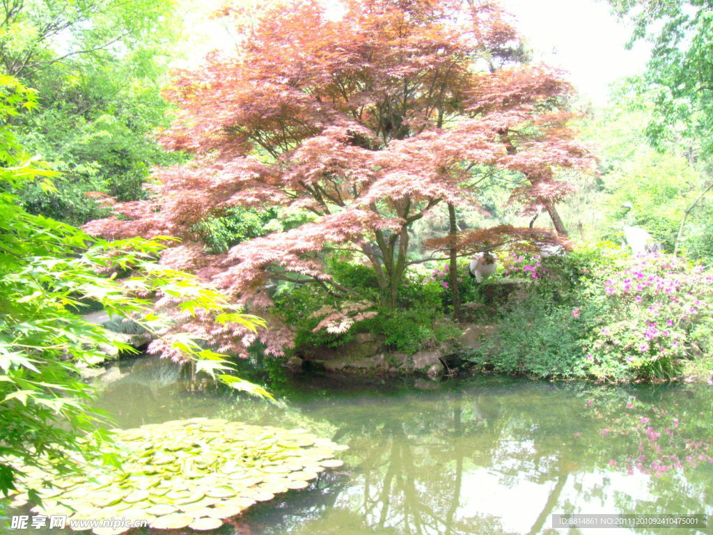 動物園 紅楓
