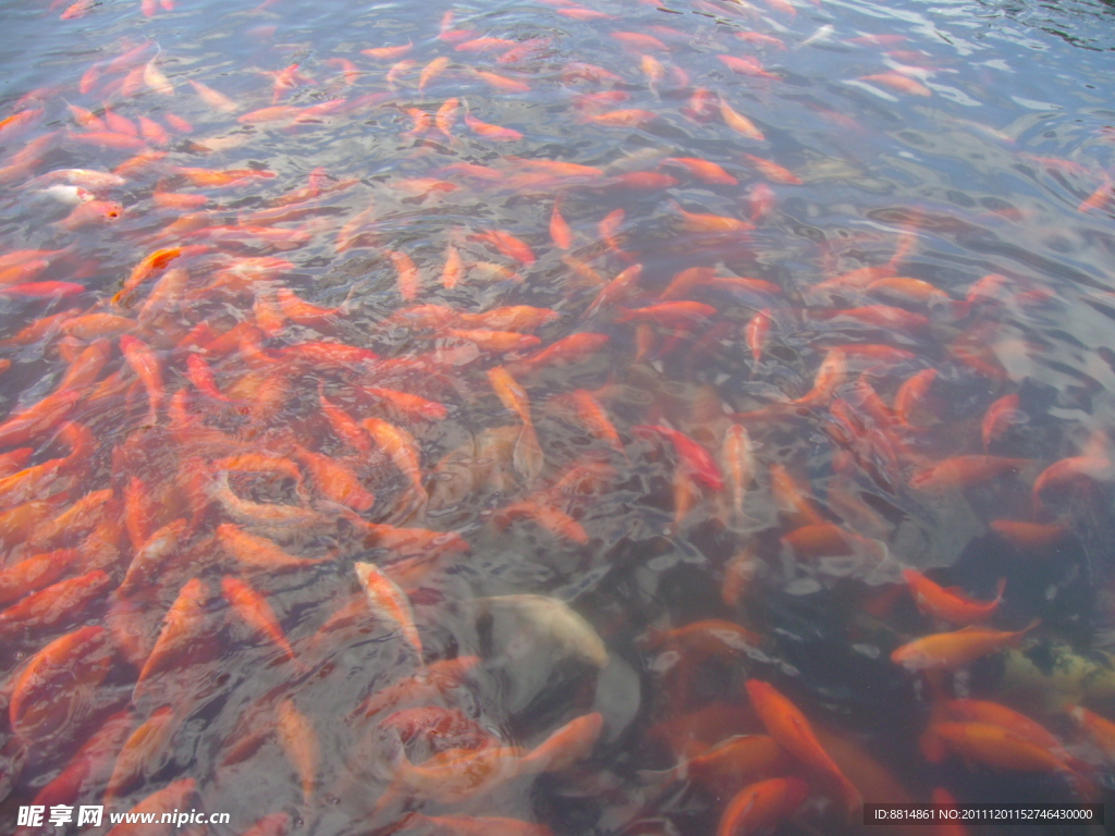 花港觀魚 紅鯉魚